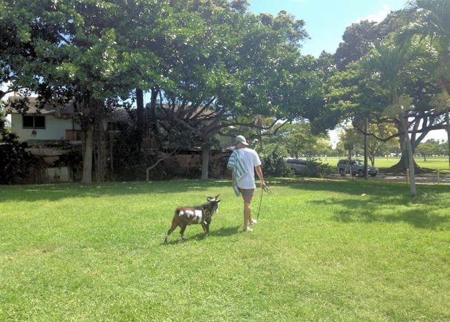 ヤギ　ハワイ　公園