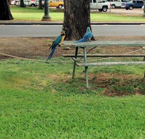 ハワイ　公園　オウム