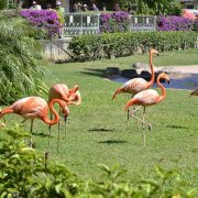 016 ハワイ バケレン 2ベッド ハワイ バケレン 2ベッド