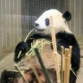 上野動物園　東京