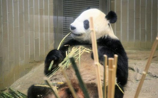 上野動物園　東京