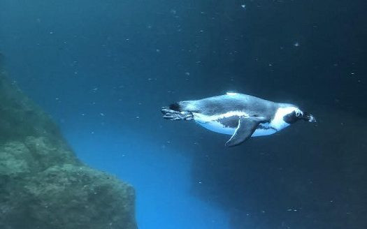 京都水族館　ハワイ　一時帰国